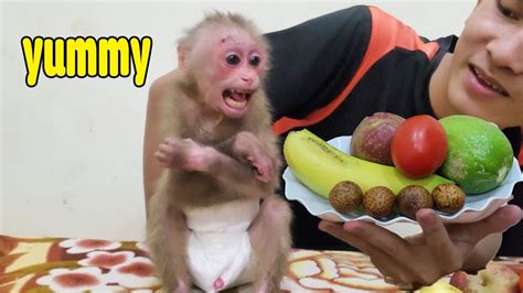 elly monkey|baby monkey elly playlist.